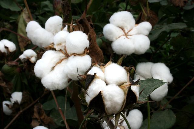Květy bavlny